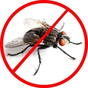 House Flies Pest Control Services